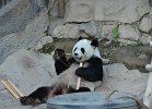6. dan - Chiang Mai Zoo, Doi Suthep, Sunday Market
